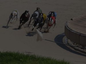 greyhound track insurance - dog track insurance