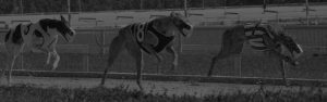 greyhound track insurance - dog track insurance