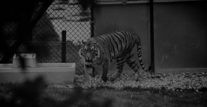zoo insurance